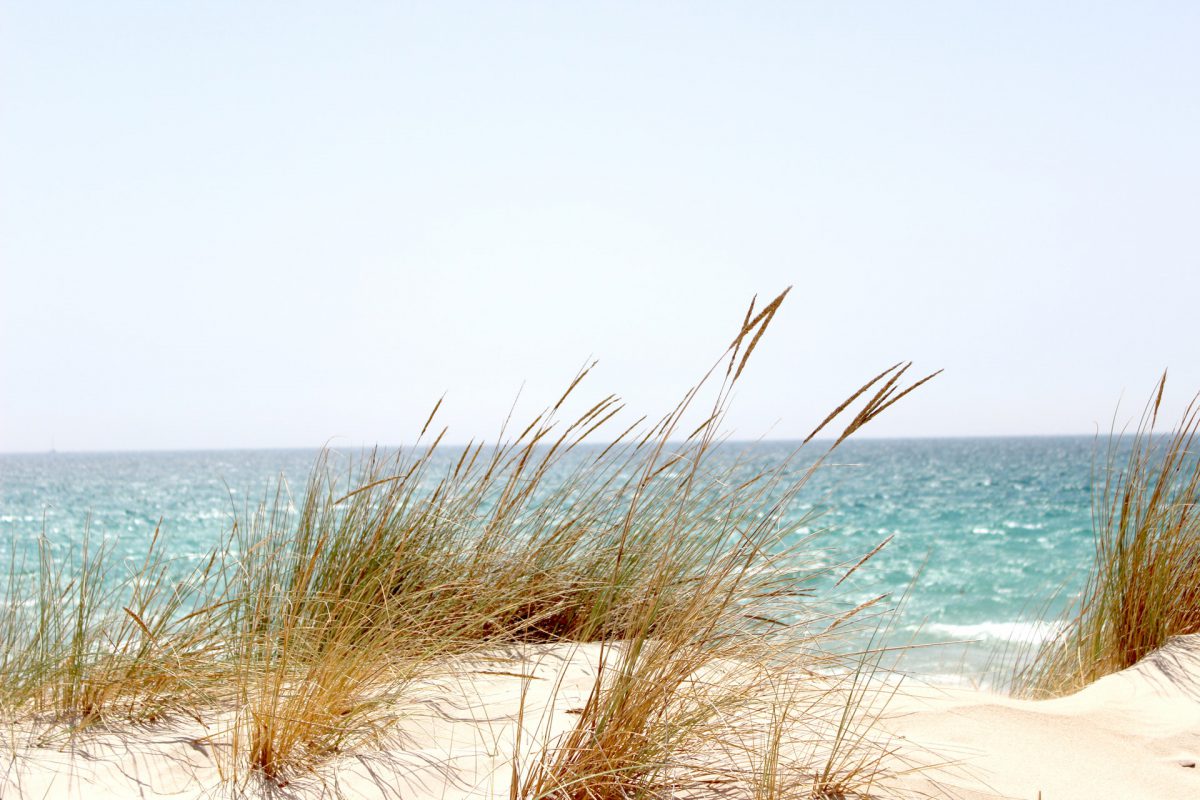 grass-beside-the-sea-662994-1200×800